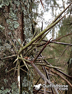 Honey locust