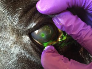 Valentine's Eye - Corneal Ulcer