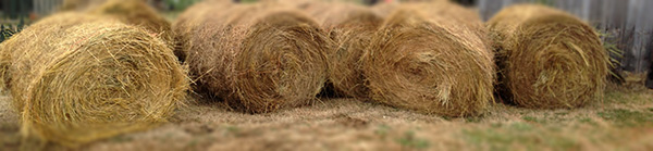 Yard full of hay
