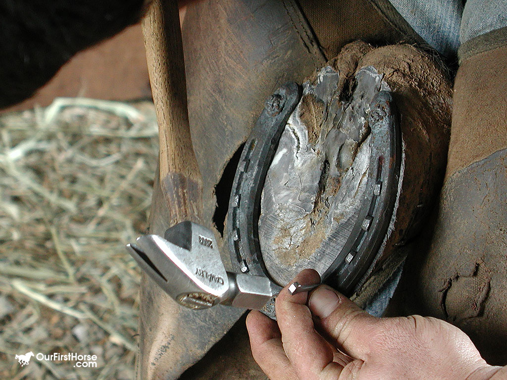 Anybody Know a Good Farrier? Our First Horse