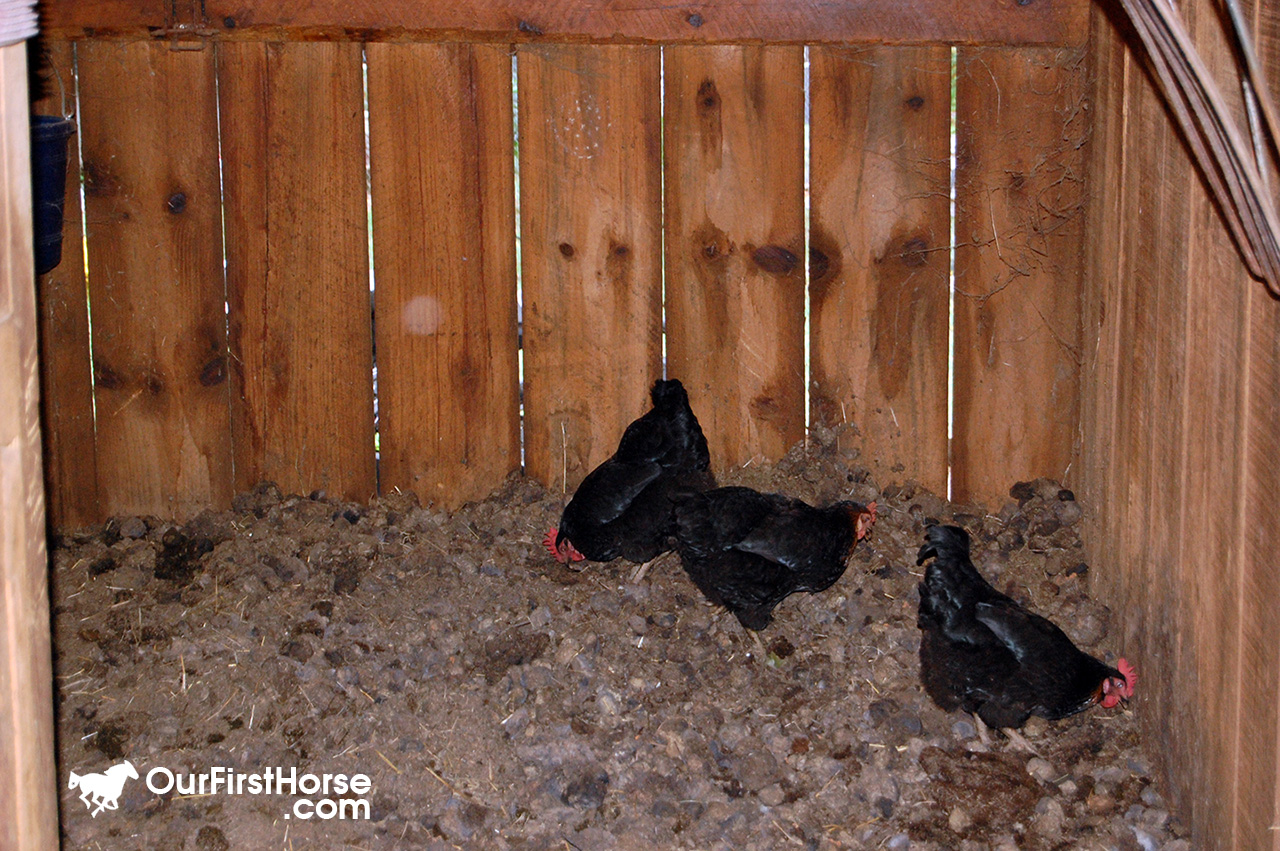 Horses and chickens living together Our First Horse