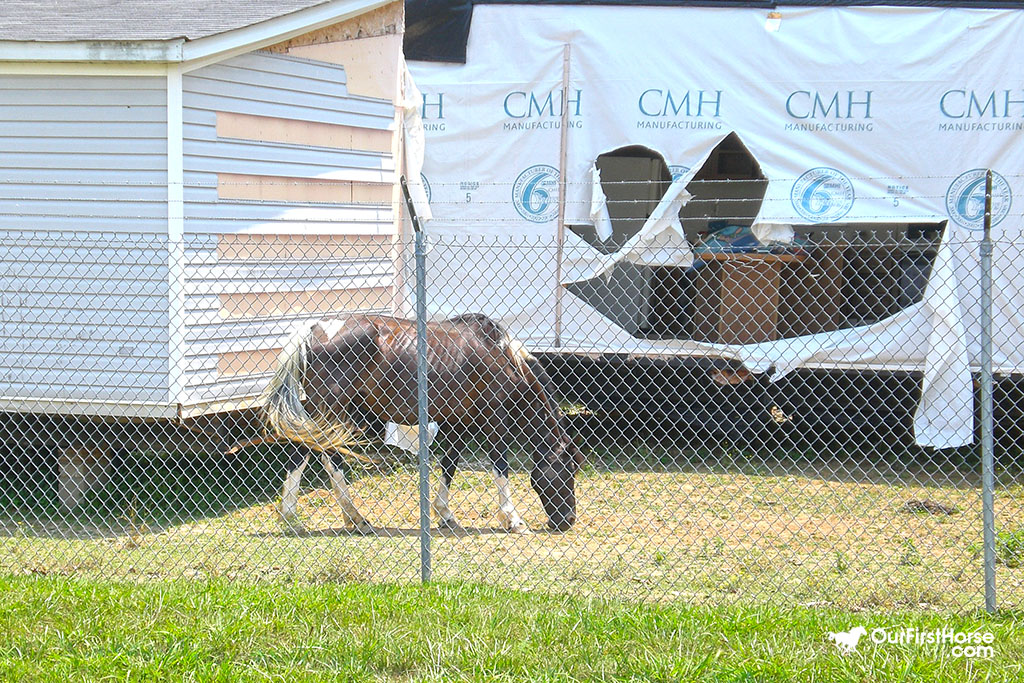 Junkyard Horse? Our First Horse