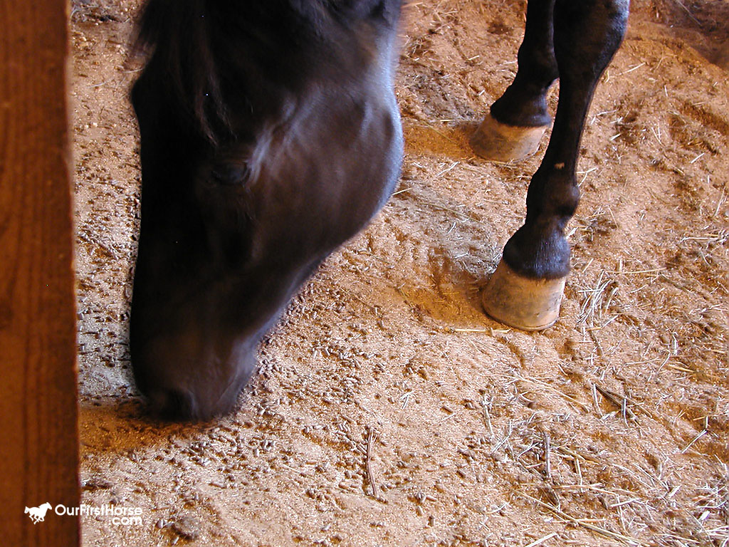 Valentine Vacuums His Stall Our First Horse