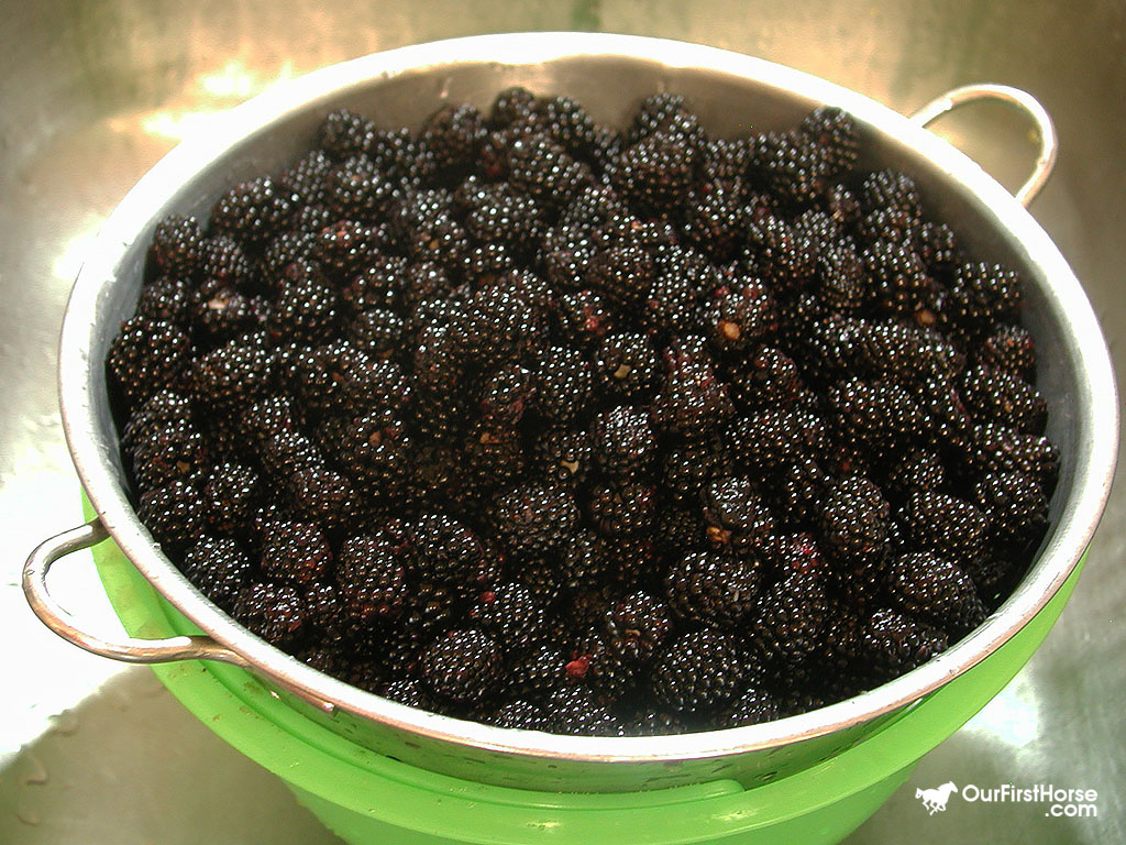 Our horses love blackberries Our First Horse