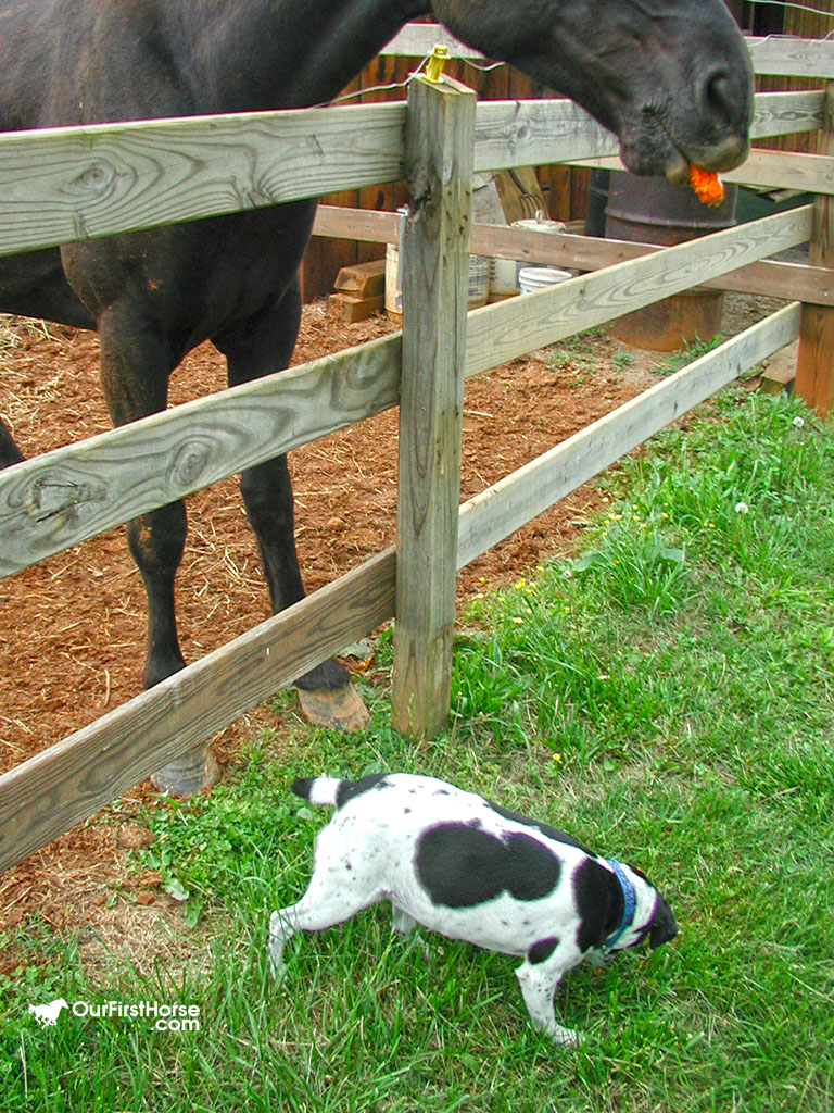 How To Get A Dog To Stop Eating Horse Poop at Katherine Smith blog