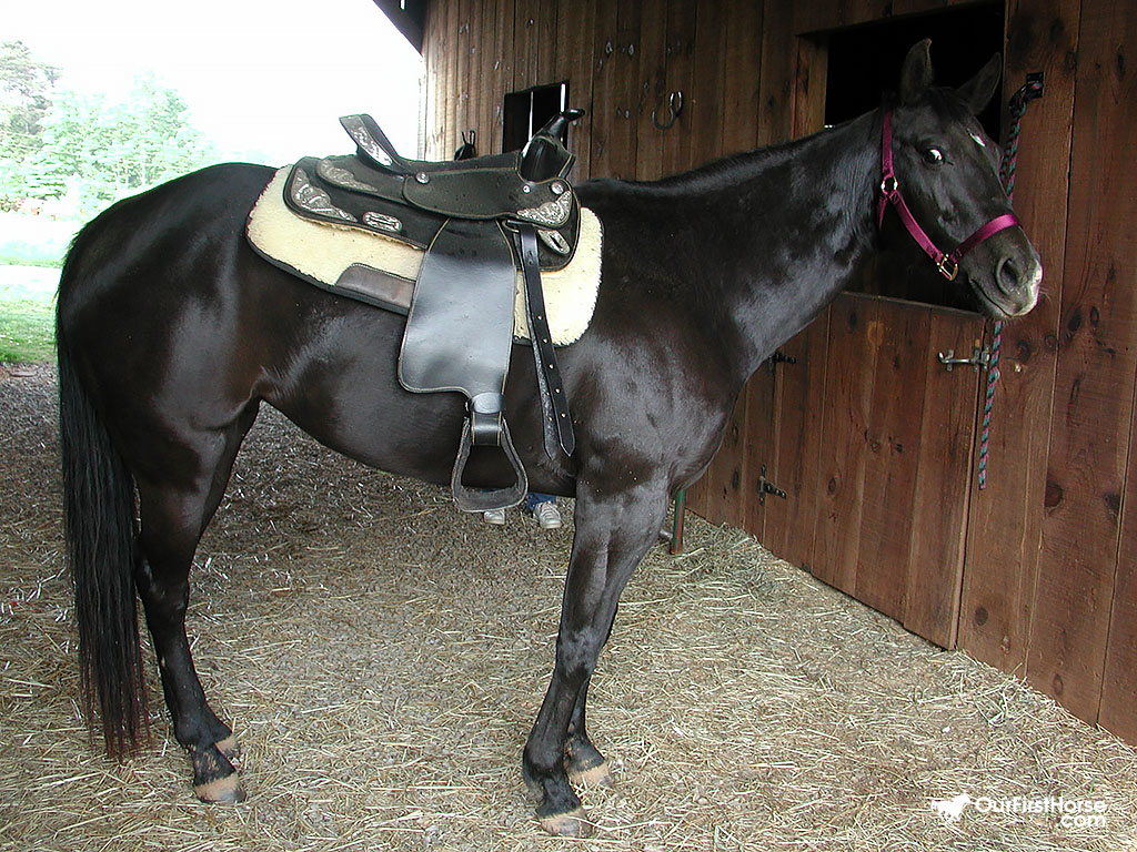 Taking your horse for a walk Our First Horse